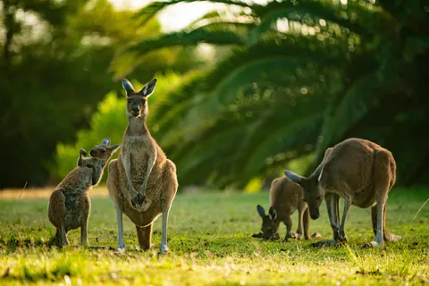 2 1/2 weeks in Western Australia