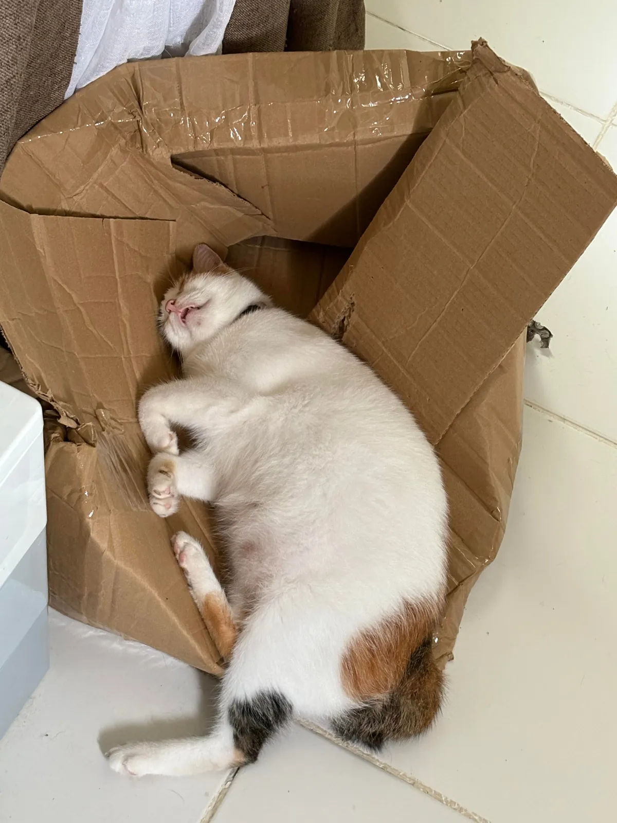 the box never stood a chance against the chonk