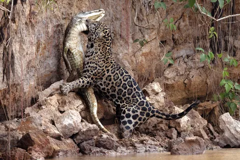 🔥 A female jaguar bites an alligator 🔥 