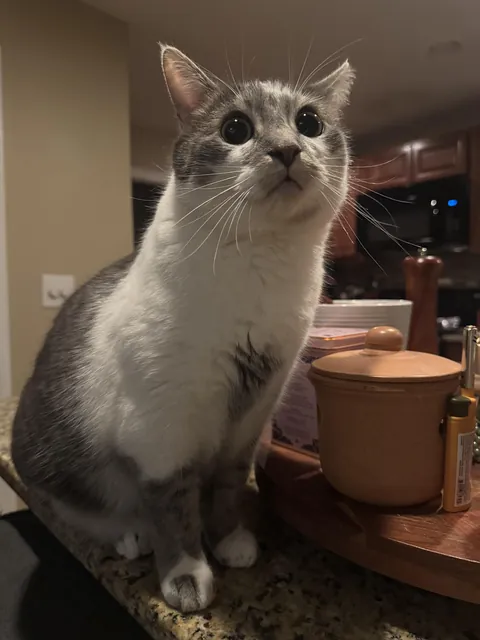 There is a moth in the house. I repeat: There is a moth. In the house.