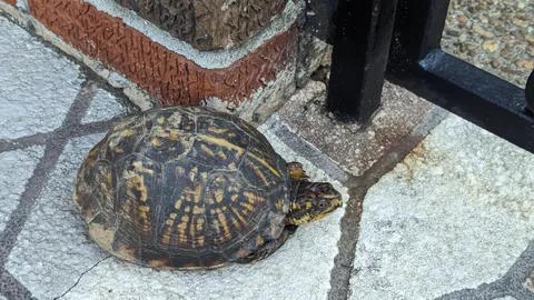 TIL my 88 year old grandmother has a wild box turtle she named "Little Friend" who has lived on her property for a decade.