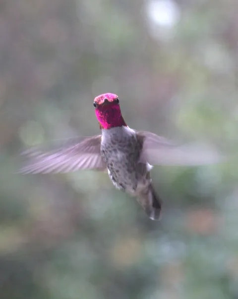 When I open the curtains I often get a quick hello from this hummingbird [OC]
