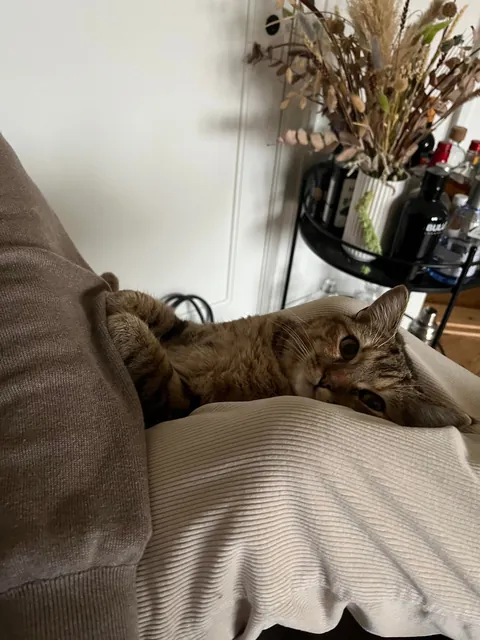 Finally got my own cat! I love her so much 🥹❤️