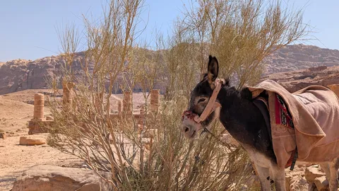 Jordan - 10 days in the jewel of the Middle East