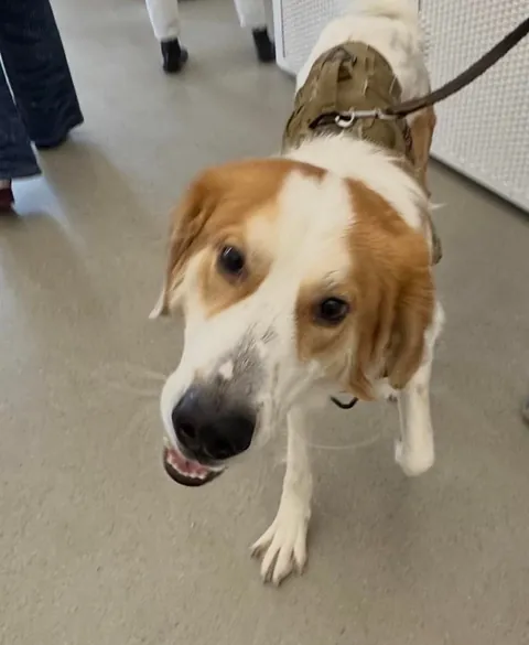 My office has an open dog policy