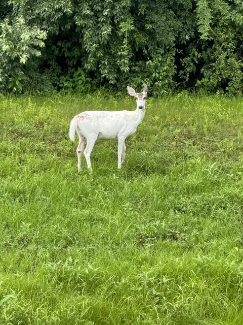 Spotted a white deer.