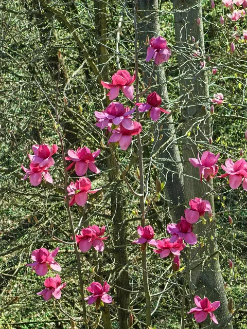 Magnolias i my garden in Serbia