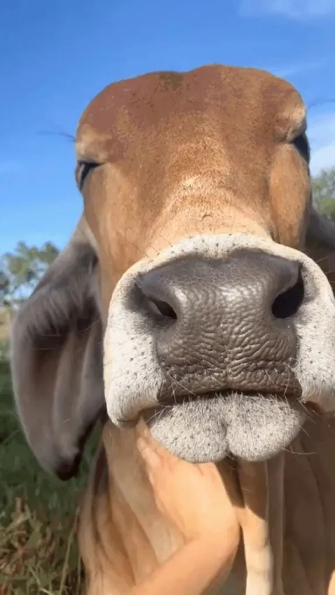 Really enjoying the scritches