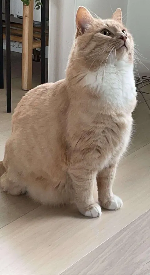 Rest in peace big dawg