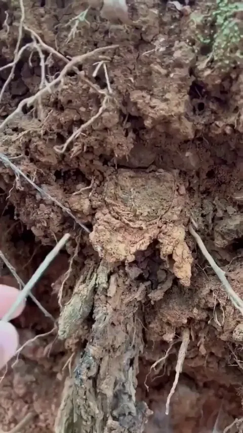 🔥Ctenizidae are a family of mygalomorph spiders that construct burrows with a cork-like trapdoor made of soil, vegetation, and silk.
