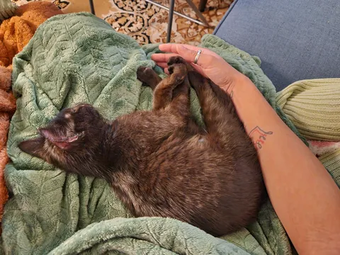 Anyone else have a cuddle bug?