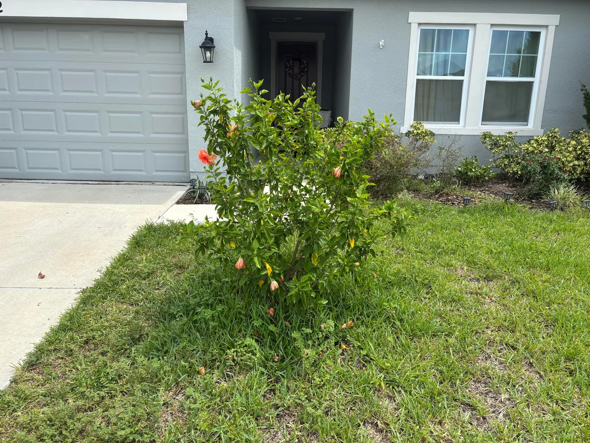 A whole day spent gardening. Before and after!
