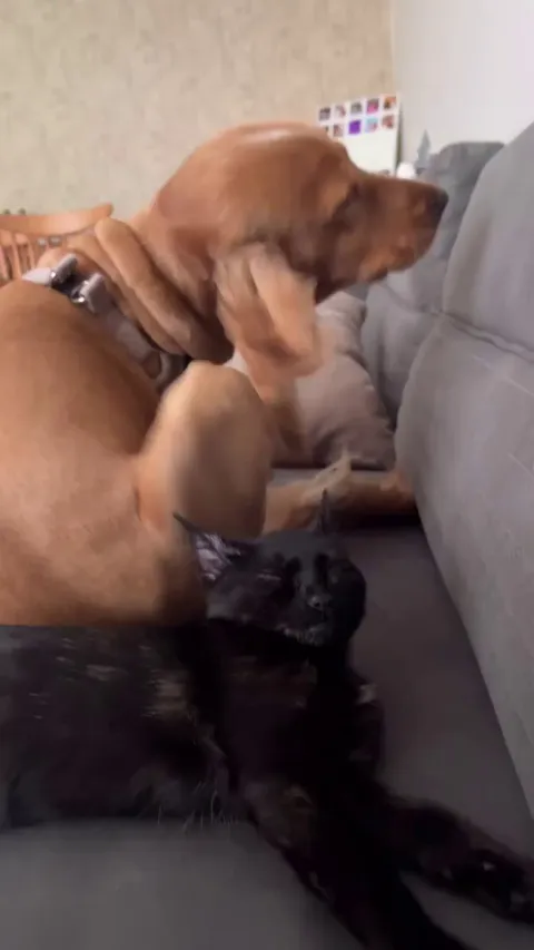 The dog definitely did that on purpose 😂