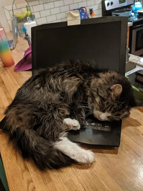 The other night, I lost my old gaming buddy, Orion. Please find a warm lap or laptop to sit on until we meet again. I love you.