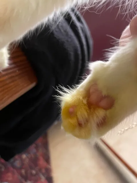 came home and my cats feet are yellow?