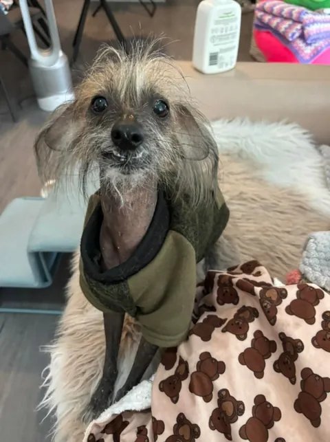 went for a walk with a friend and she came with this dog