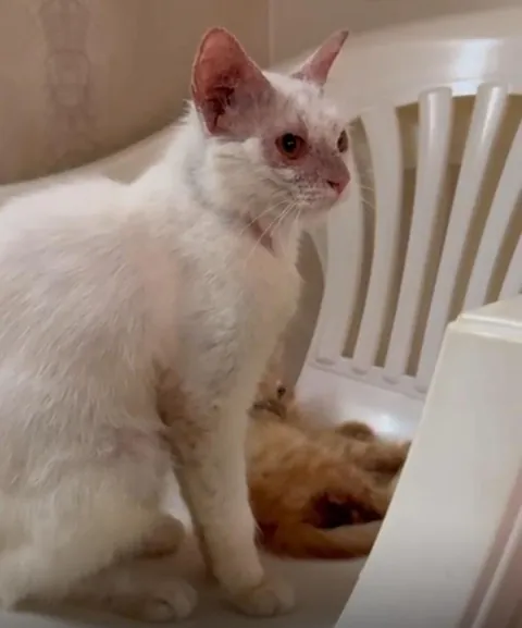 Found her abandoned in a box with her newborn during heavy rains