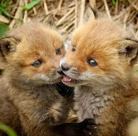 🔥 Baby Foxes 🔥
