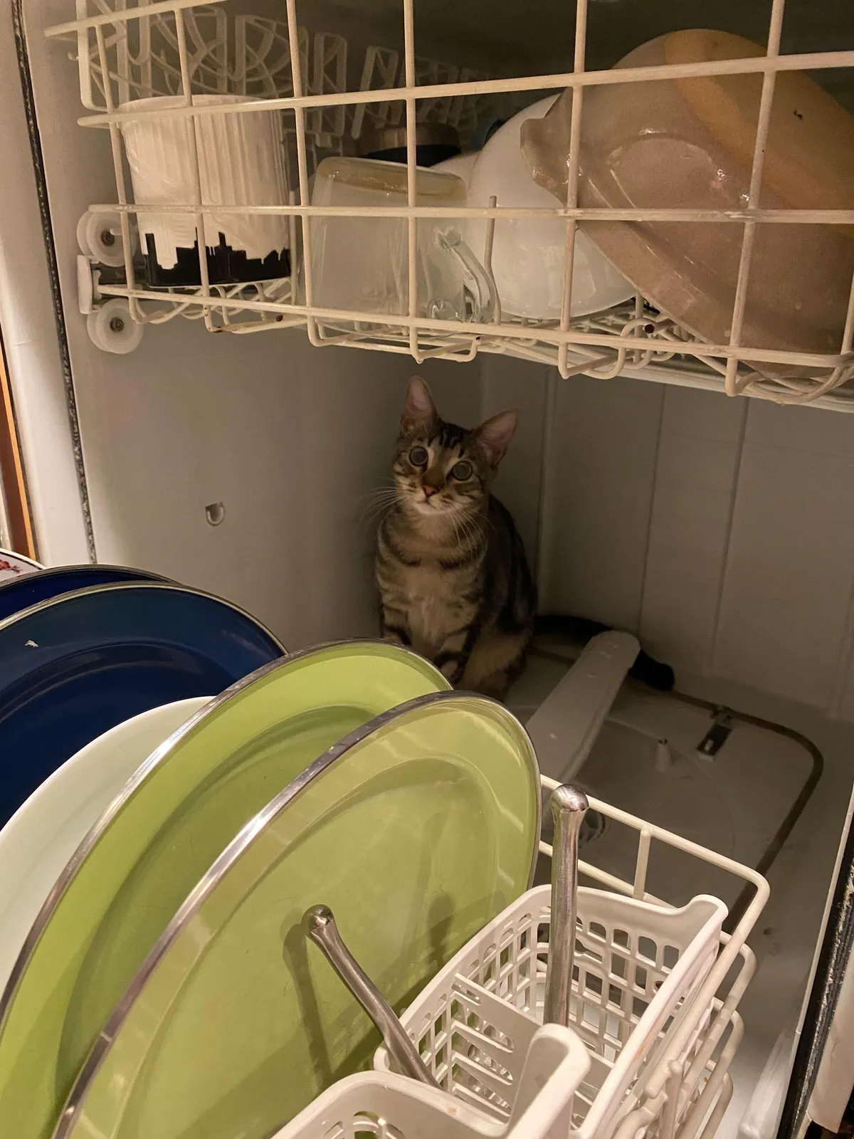 Does anyone else also always have to check the dishwasher for their cat before running it?