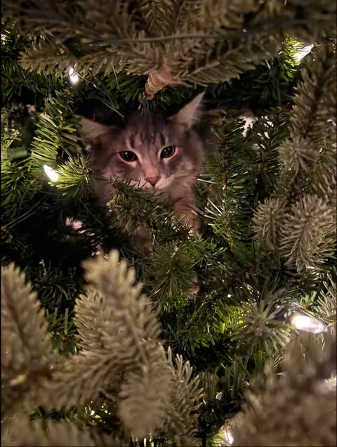 I went to a Christmas tree lot today