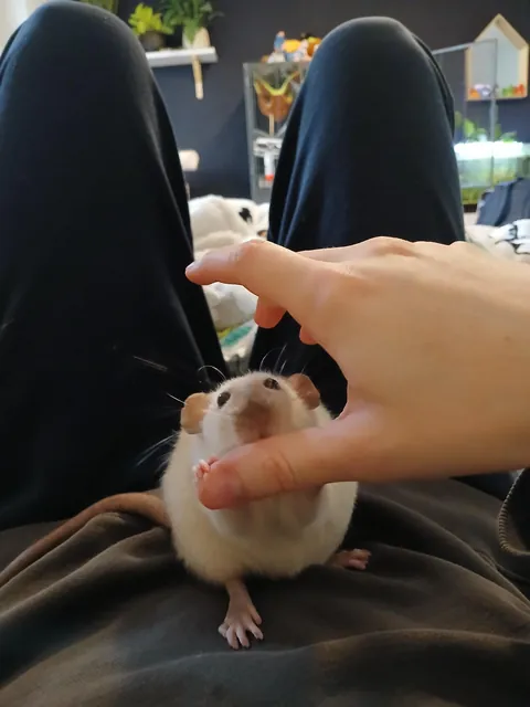 Shame her, scratched my eye