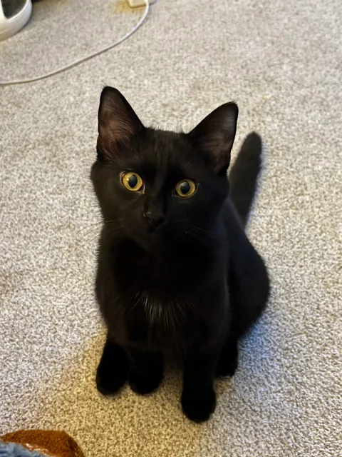 anyone else have an expressive void?