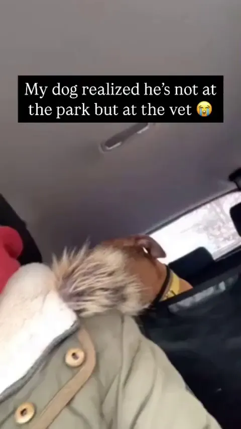 PTSD in his eyes 😭 -- Ottisthepitbull