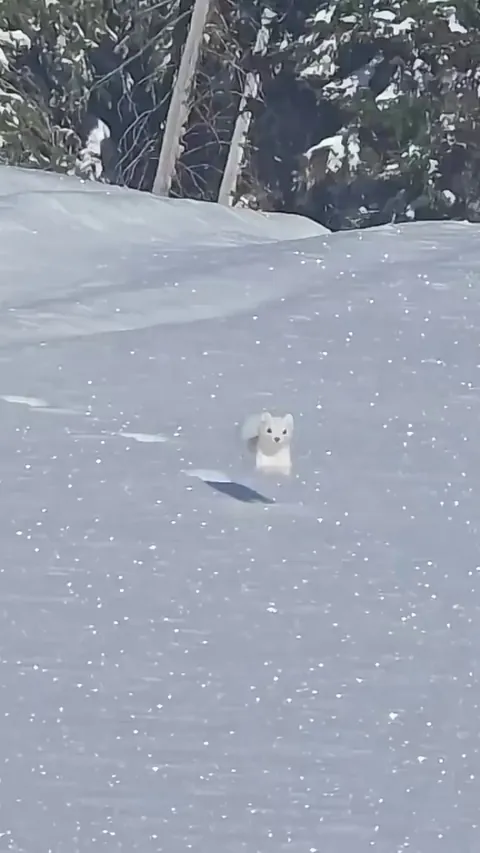 🔥Eurasian Ermine Stotting in Snow.