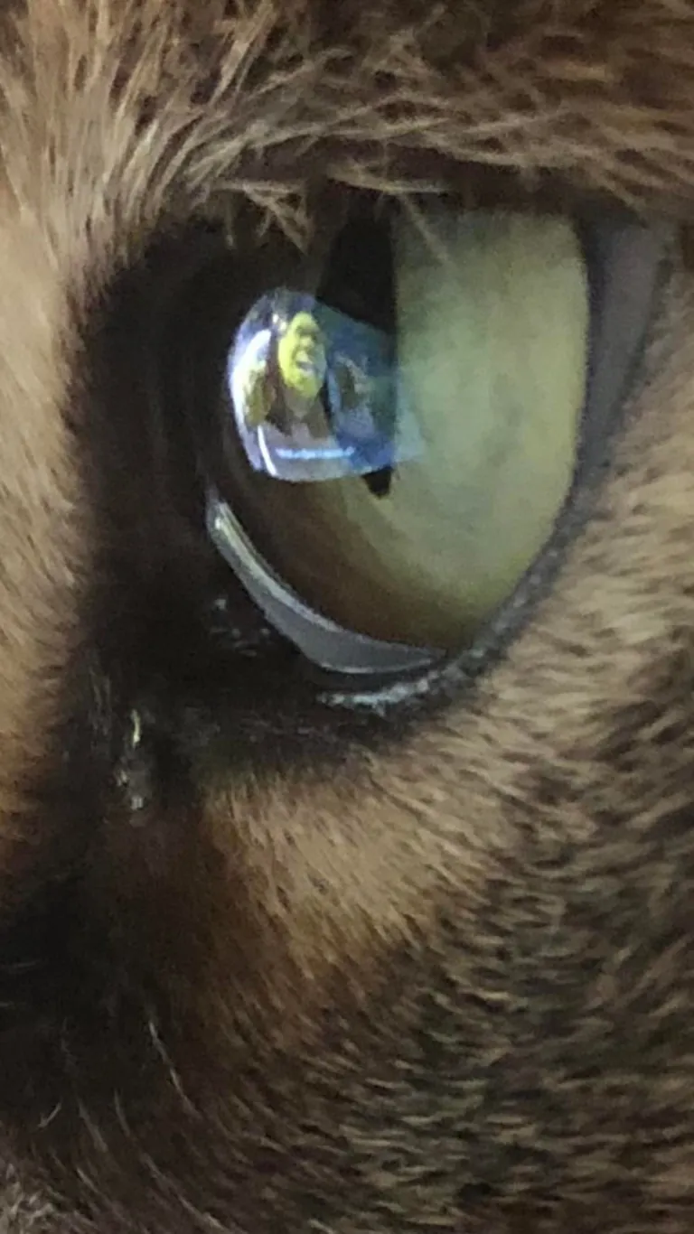 I just took the best photo in human history