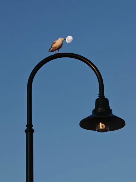 ITAP of a bird eating moon