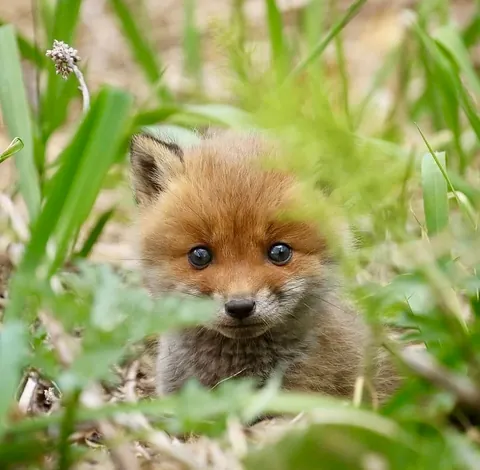🔥 Baby Foxes 🔥