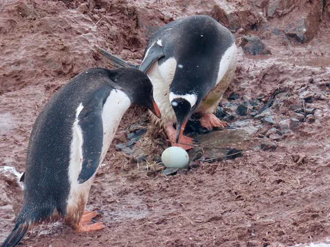 My trip to Antarctica: icebergs, penguins, sleeping on the ice etc.