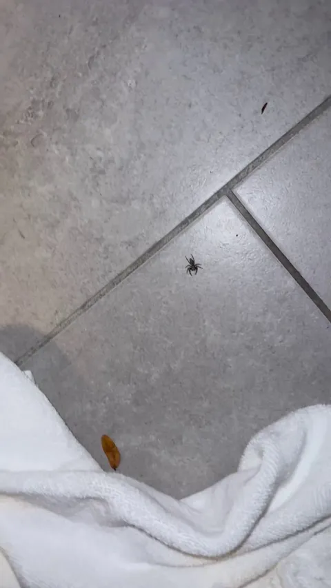 Taught my nephew, not to kill spiders 