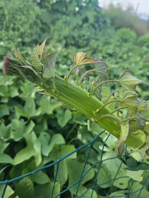 I heard you freaks like fasciation.