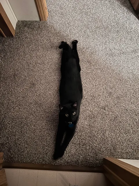 He always lays like this