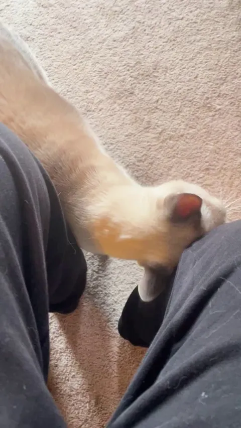 Why does my cat have beef with me?