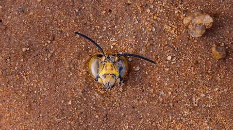 Male Dawson's burrowing bees, one of the largest bees in the world, will frenzy-kill each other until there are only a few lucky ones left to mate with the female bees. The violence is so severe that even some of the female bees will be accidentally killed.