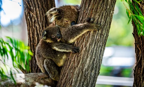 2 1/2 weeks in Western Australia