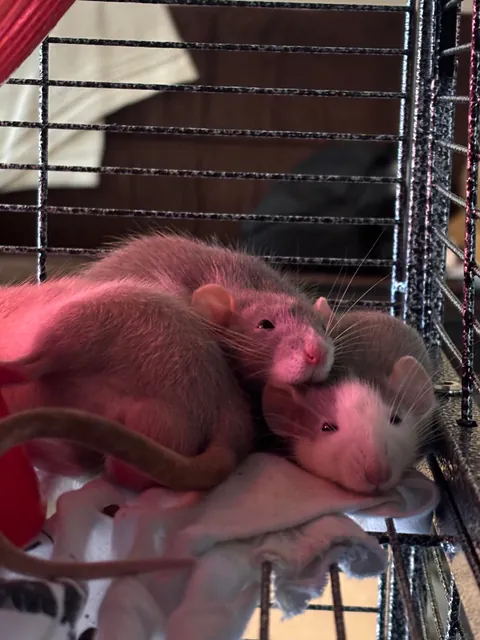 Meet the boys: Itchy, Scratchy, and Eddy