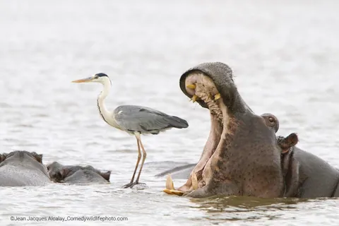 🔥 The winning photos of the Wildlife Comedy Awards (2022).