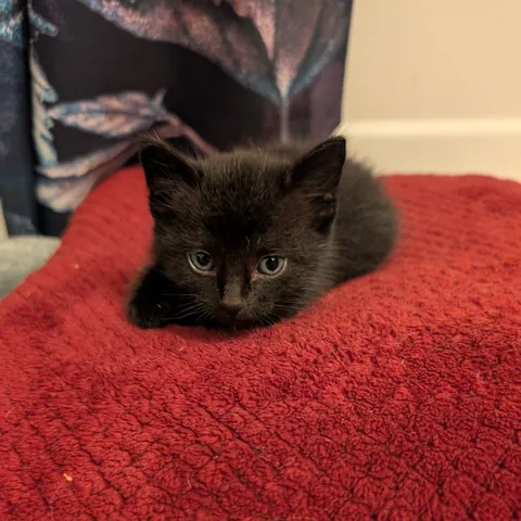 I found this baby in my engine