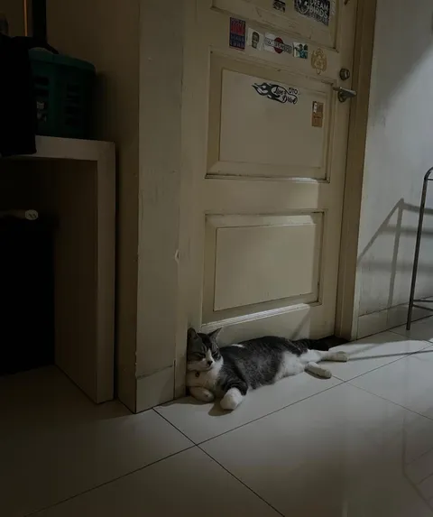 Mom sent me a pic of my cat waiting at the front of my former room.  I recently married and moved out.