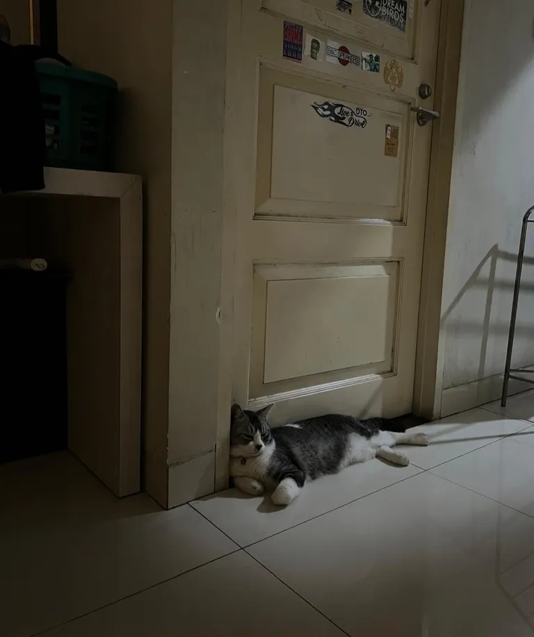 Mom sent me a pic of my cat waiting at the front of my former room.  I recently married and moved out.