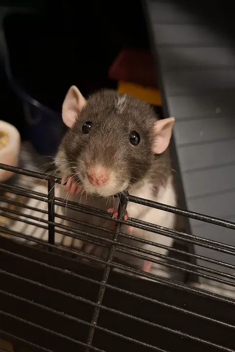 Blueberry really likes welcoming me when I come home