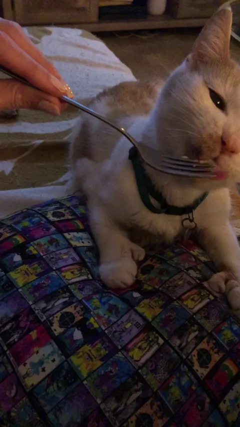 I think he likes cranberry sauce and potatoes . . . (He is 23, he can’t eat whatever he wants on his journey out :))