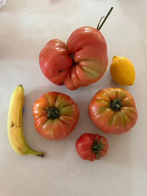 I picked a 3.46 pound tomato from my home garden today!