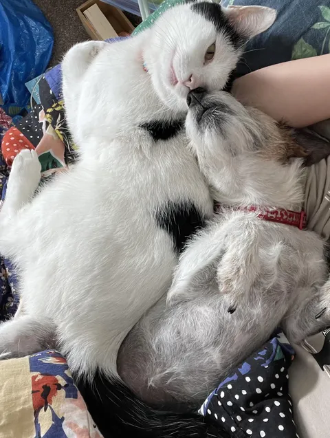 This is a massive breakthrough! Lily (JRT) is usually too excitable for Archie (cat)!