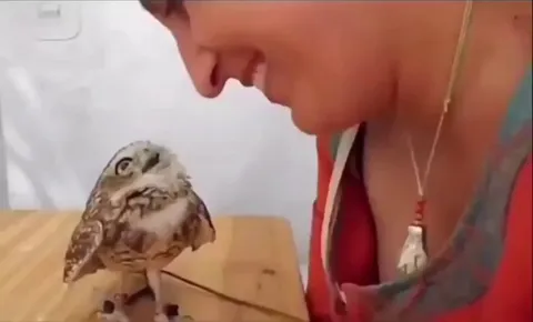 Owl you need is love