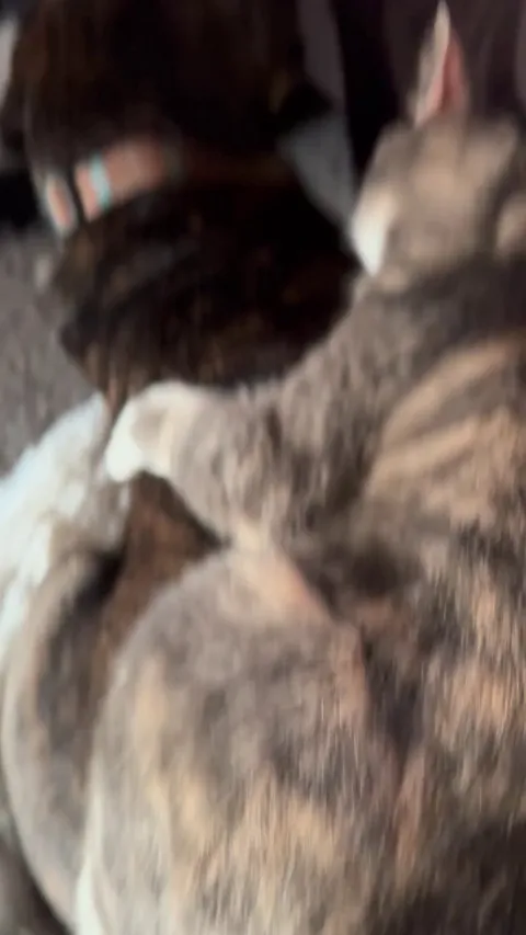 The dog was in the cat’s bed, so she made the dog her bed.