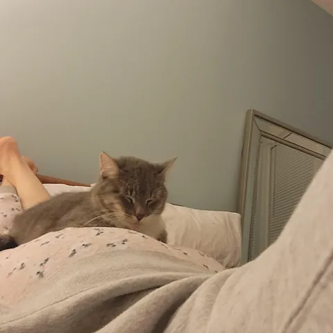 Anyone else's cat sleep on your butt/body??